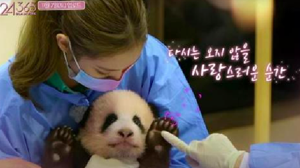 节目取消播出！艺人违规接触大熊猫，韩国相关方回应