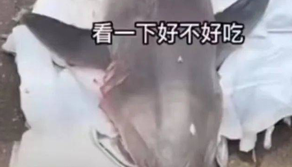网红博主烹食噬人鲨，福建东山检察院：捕获者及转卖者被批捕