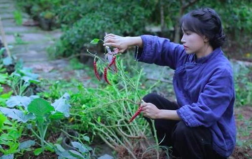 李子柒消失山林间