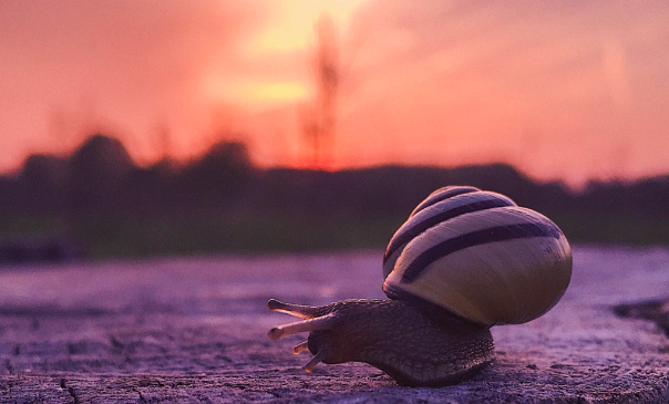 慢直播,为什么成为一个新的内容趋势