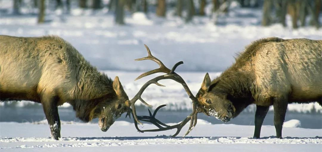 视频行业：腾讯视频、爱奇艺两极格局凸显，B 站搅局