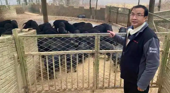 省报总编辑辞职养猪：痛哭过，但绝不后悔