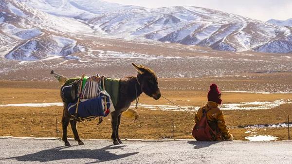 第21届上影节闭幕 中国影片《阿拉姜色》喜获两项大奖